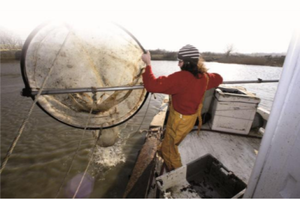 SEG releases 2023 AGM report, highlighting key achievements and future goals for eel recovery