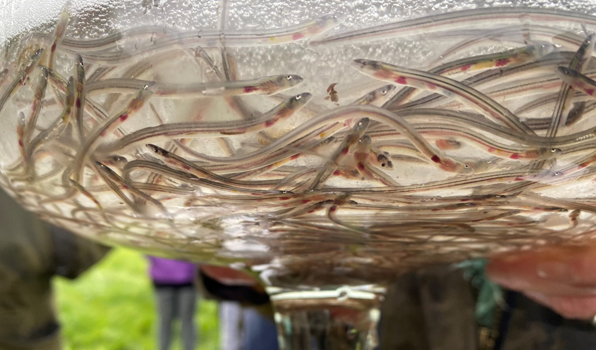 Baby eels, also known as  glass eels or elvers