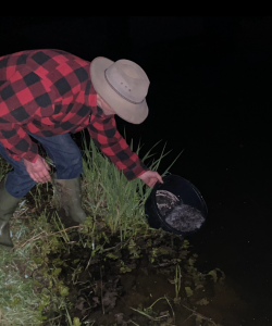 Elver's being released