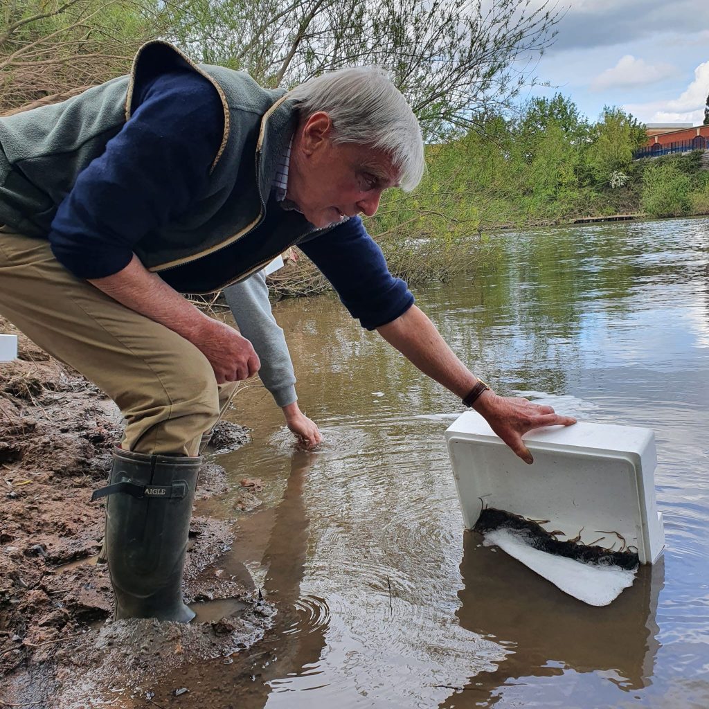 Elvers being released above the weir at Tewkesbury