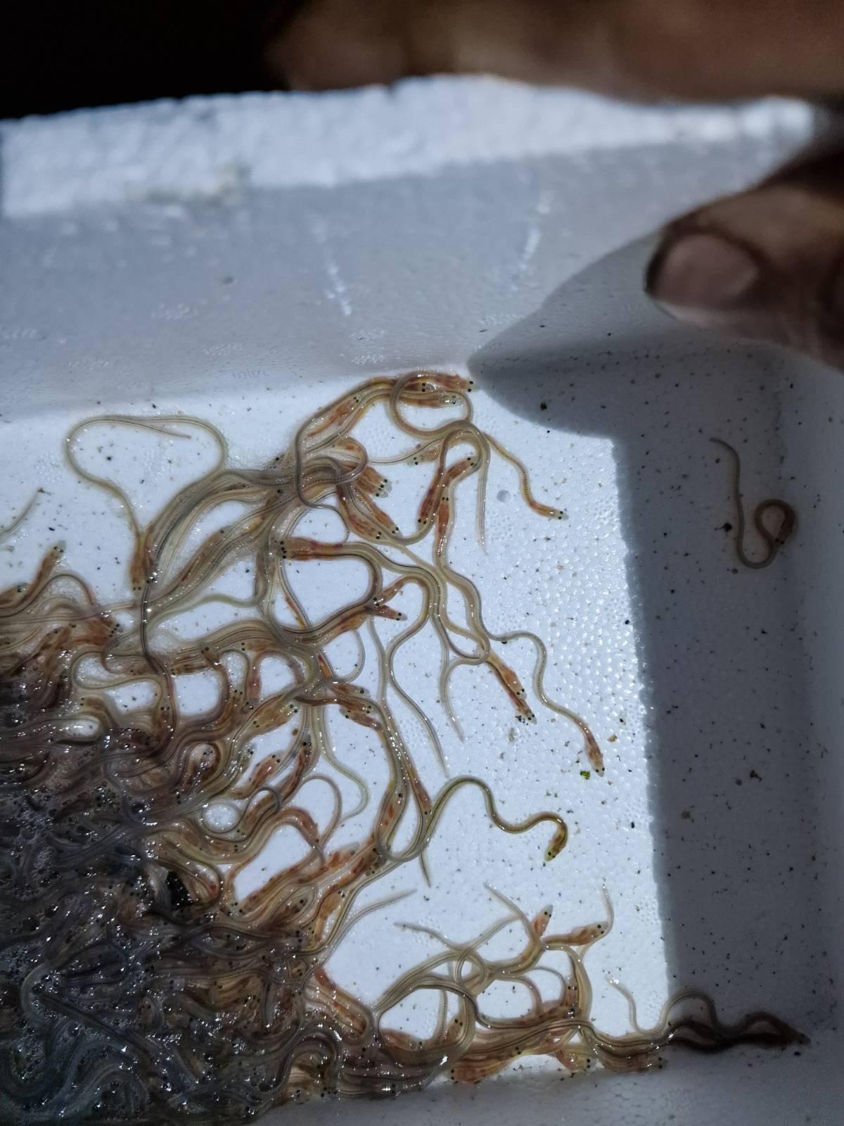 Young eels ready for release