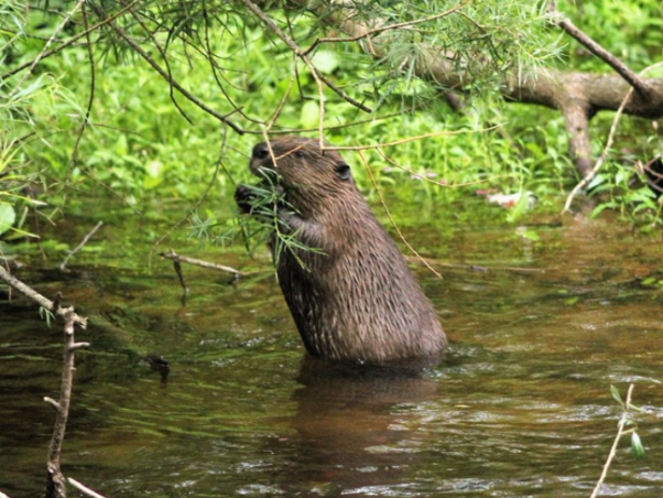 The Eurasian beaver, Castor fiber,  Credit: Gordon Muir, Perthshire