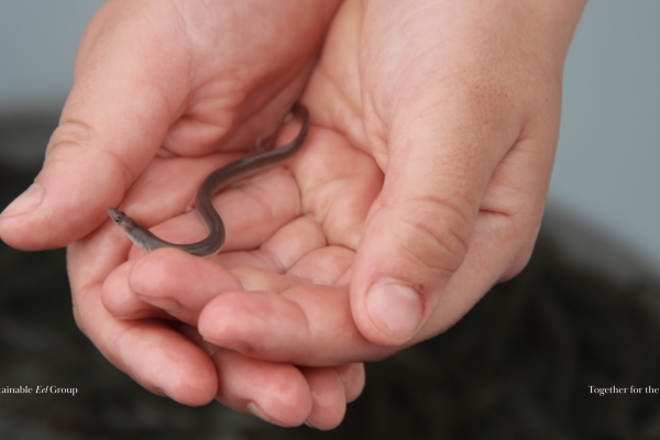The Sustainable Eel Group reaffirms its commitment to conservation that is socially and economically just