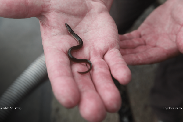 SEG delegate to CITES features in the Canadian press