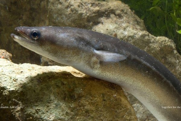 Statement by Willem Dekker on claims about the European eel’s ‘extinction’