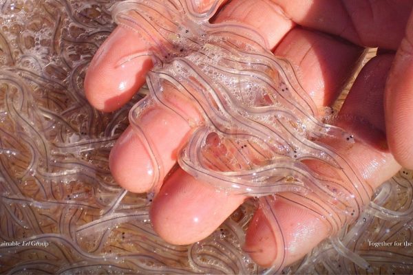 Positive indicator in latest ICES advice