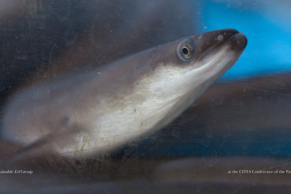 Resolution 87: What happened and what comes next