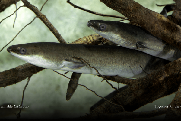 Amendment to SEG Standard Criterion 1.3