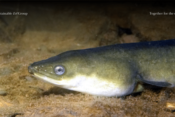 SEG announces review of the SEG Standard