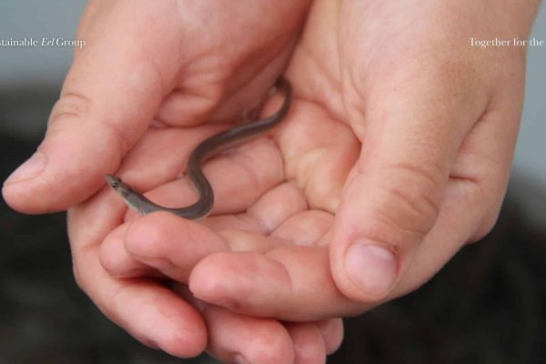 The Sustainable Eel Group chooses a new direction for the independent recognition of the SEG Standard