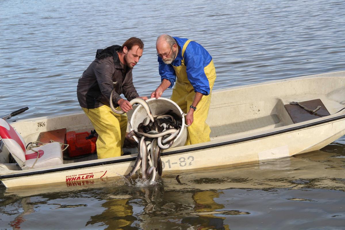 Eels over the dyke