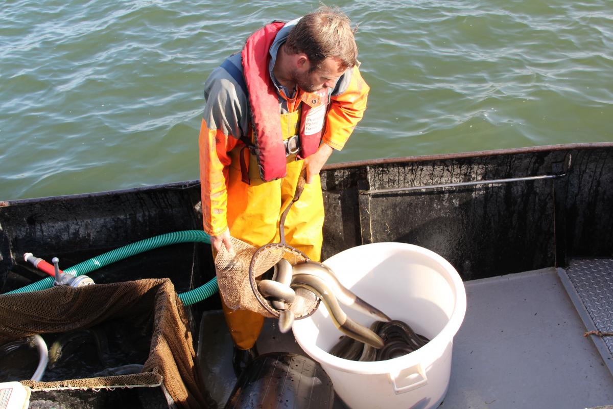 Eels over the dyke