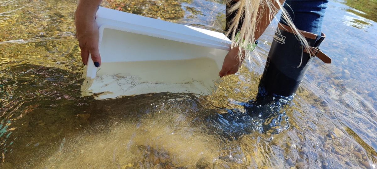 Eels released with Lincolnshire Rivers Trust - credit David Martin