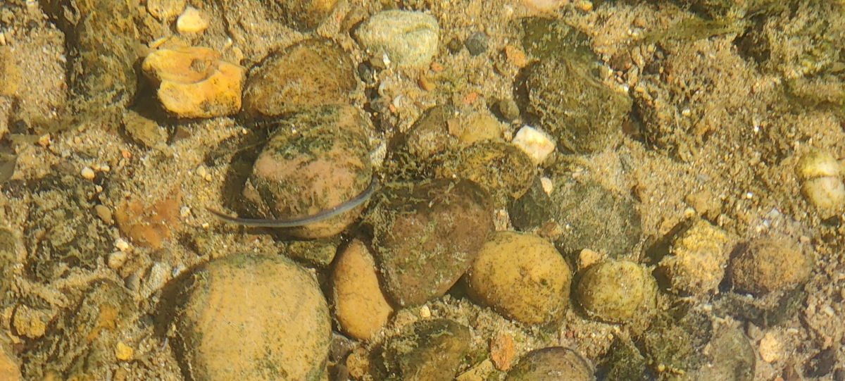Released eel in water - credit David Martin