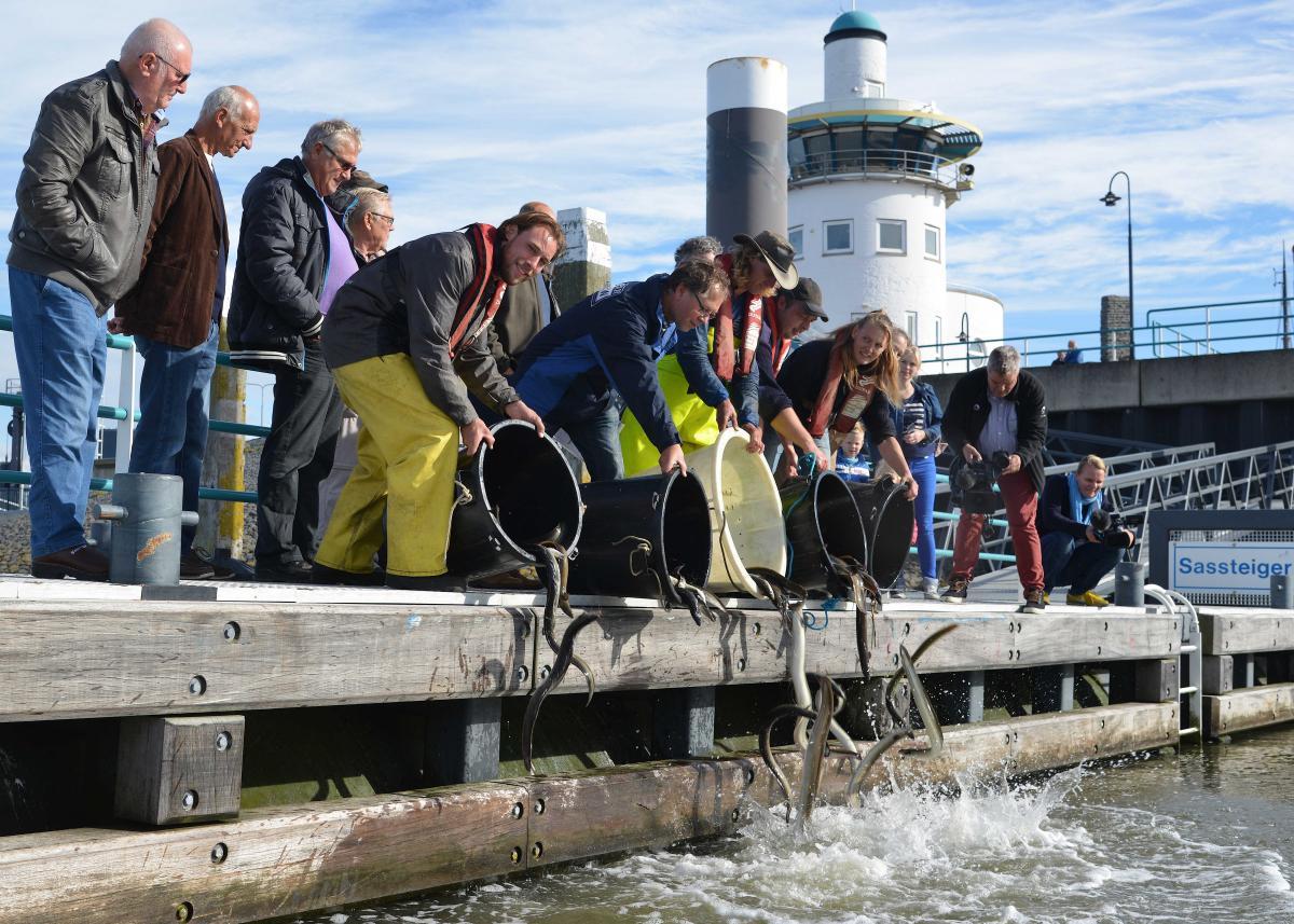 Eels over the dyke