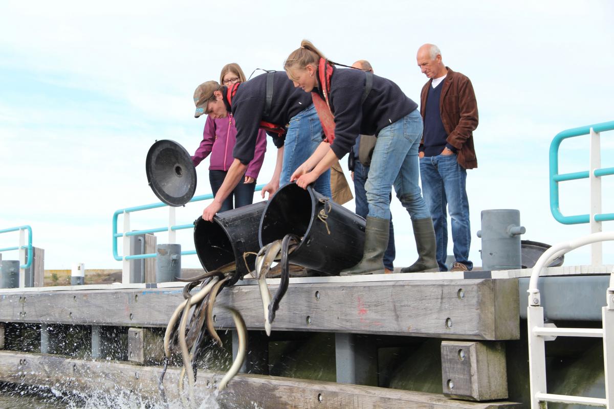 Eels over the dyke