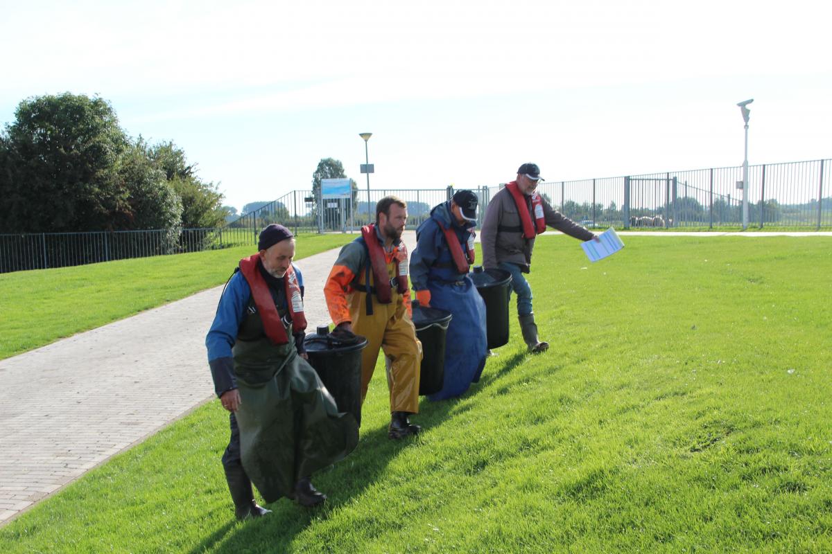 Eels over the dyke