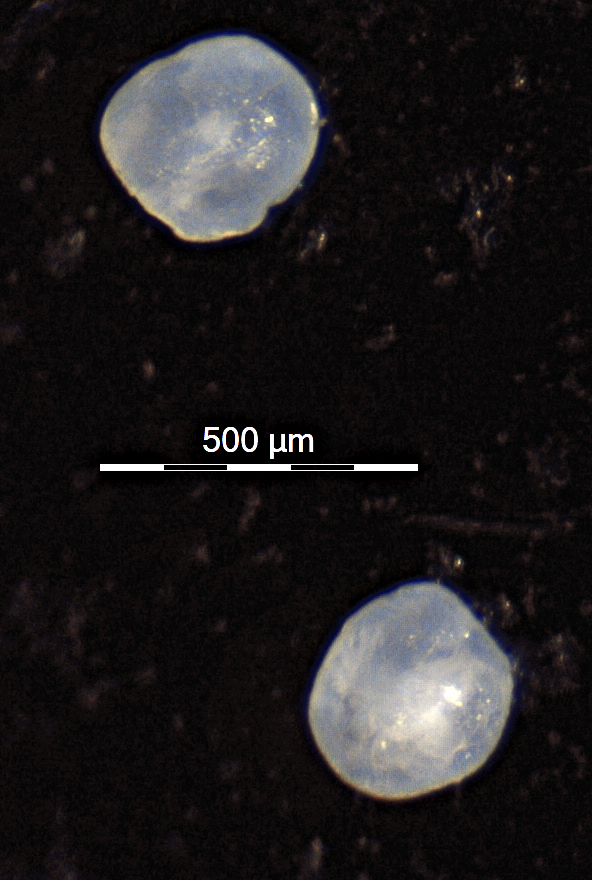 Glass eel otoliths (ZITEK 2019)