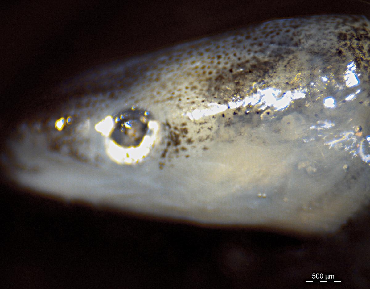 Juvenile eel head (ZITEK 2019)