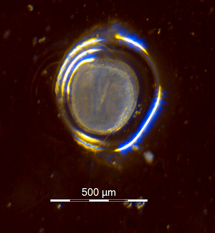 Glass eel otolith after grinding (ZITEK 2019)