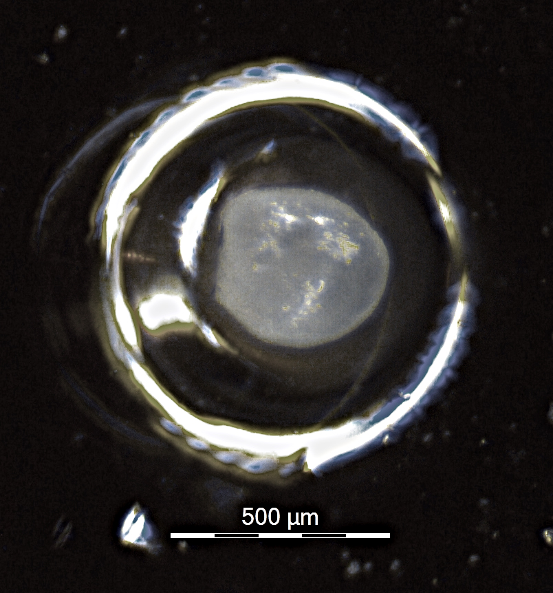 Glass eel otolith before grinding (ZITEK 2019)