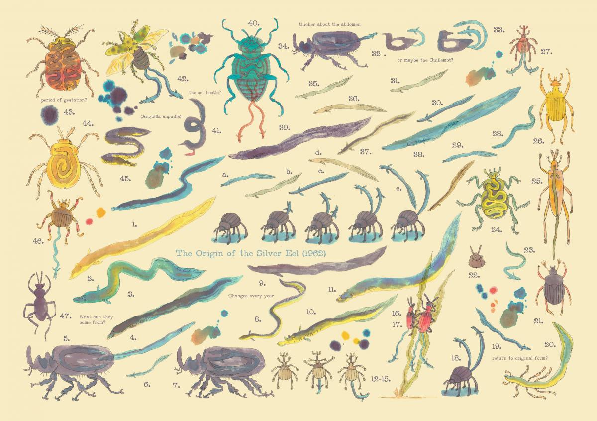 The Origin of the silver eel (1)